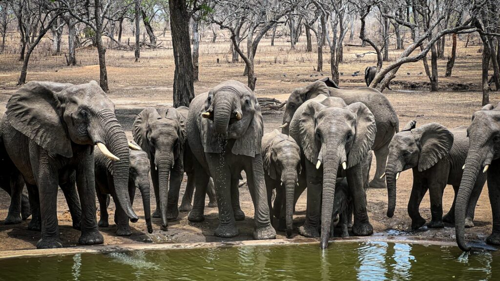 Herd of elephant drinking, Majete Wildlife Reserve, Malawi
