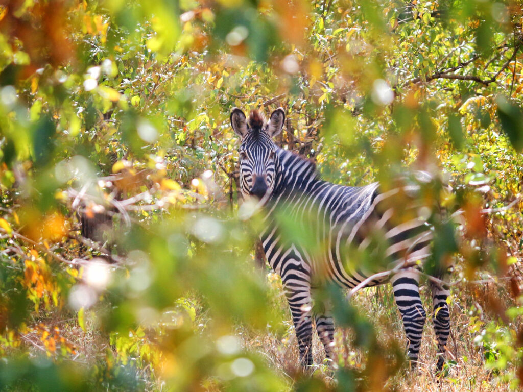 Zebra, Majete Wildlife Reserve, Malawi