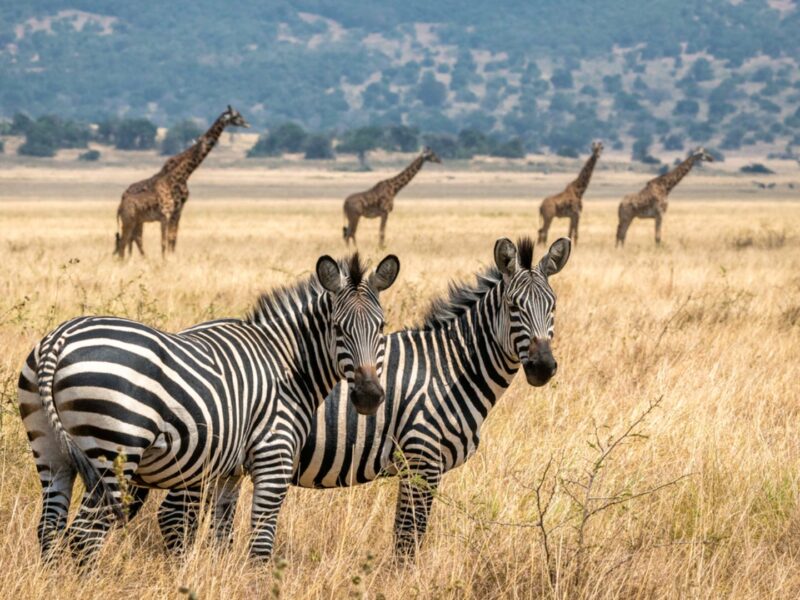 Zebra & Giraffe in Akagera National Park, Rwanda