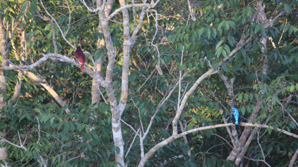 Pompadou cotinga and spangled cotinga, Cristalino Lodge, Brazil