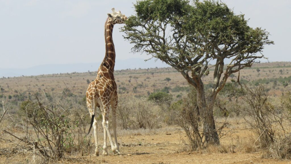 Giraffe, Loisaba Conservancy, Lodo Springs, Laikipia, Kenya