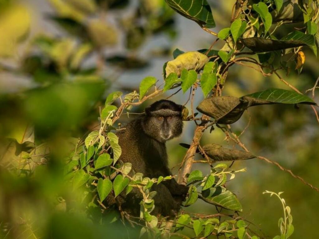 Golden Monkey in Akagera National Park, Rwanda