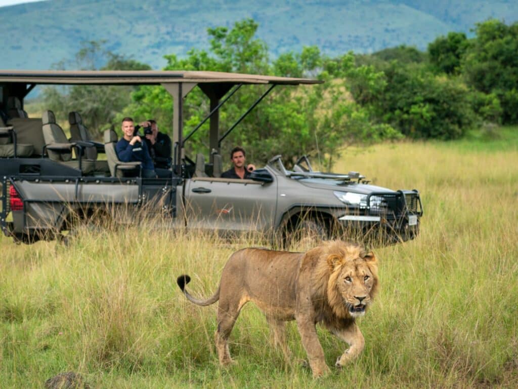 Lions in Akagera National Park, Rwanda