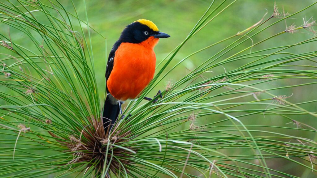 Papyrus gonolek bird, Akagera National Park, Rwanda