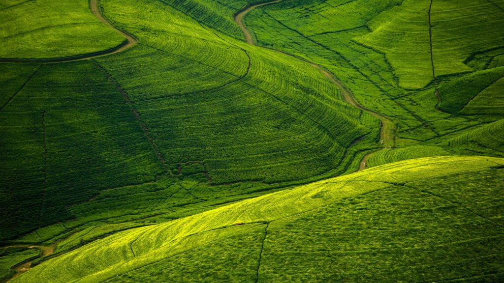 Aerial view of te plantations, Nyungwe National Park, Rwanda