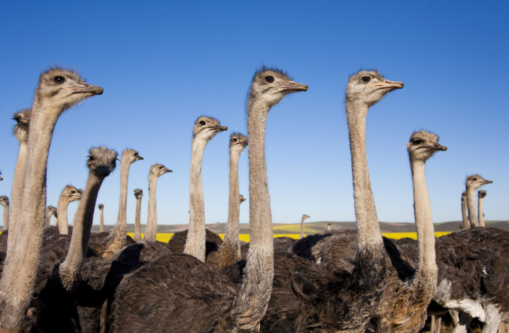 Group of ostriches, Oudtshoorn, South Africa