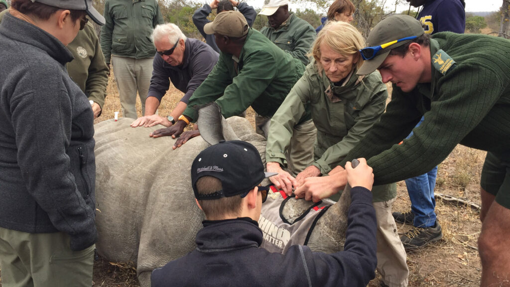 Hands on Rhino Conservation, clients with rangers and Rhino in July 2017, South Africa