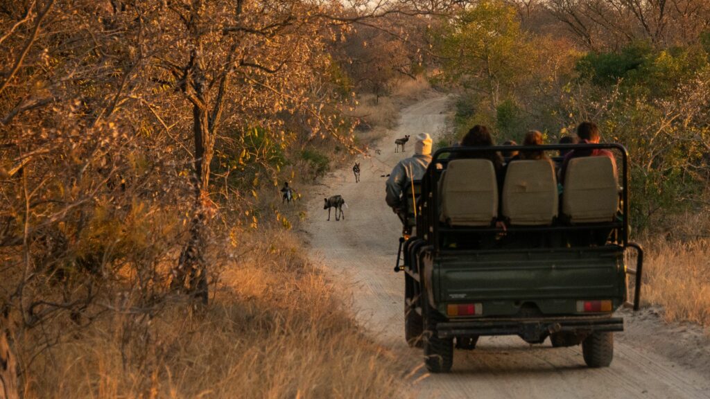 Game drive at Thornybush Saseka Tented Camp, Hoedspruit, Greater Kruger National Park, South Africa