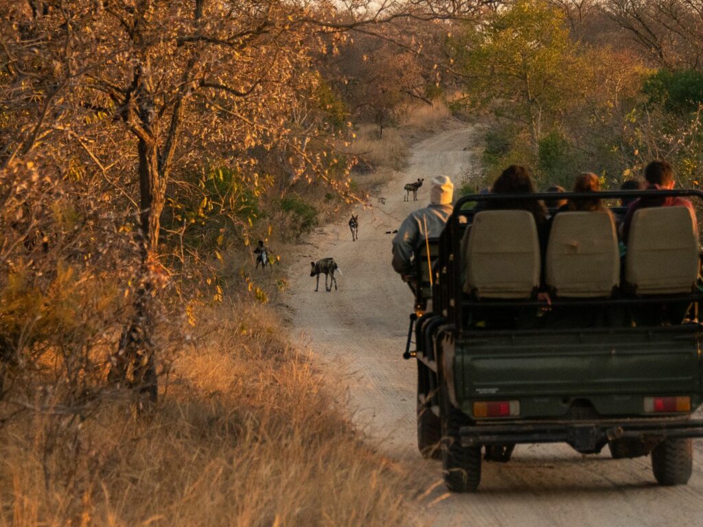 Game drive at Thornybush Saseka Tented Camp, Hoedspruit, Greater Kruger National Park, South Africa