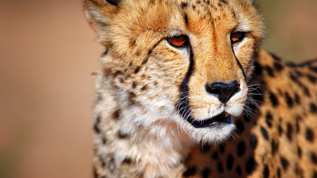 Cheetah, Kalahari Desert, South Africa