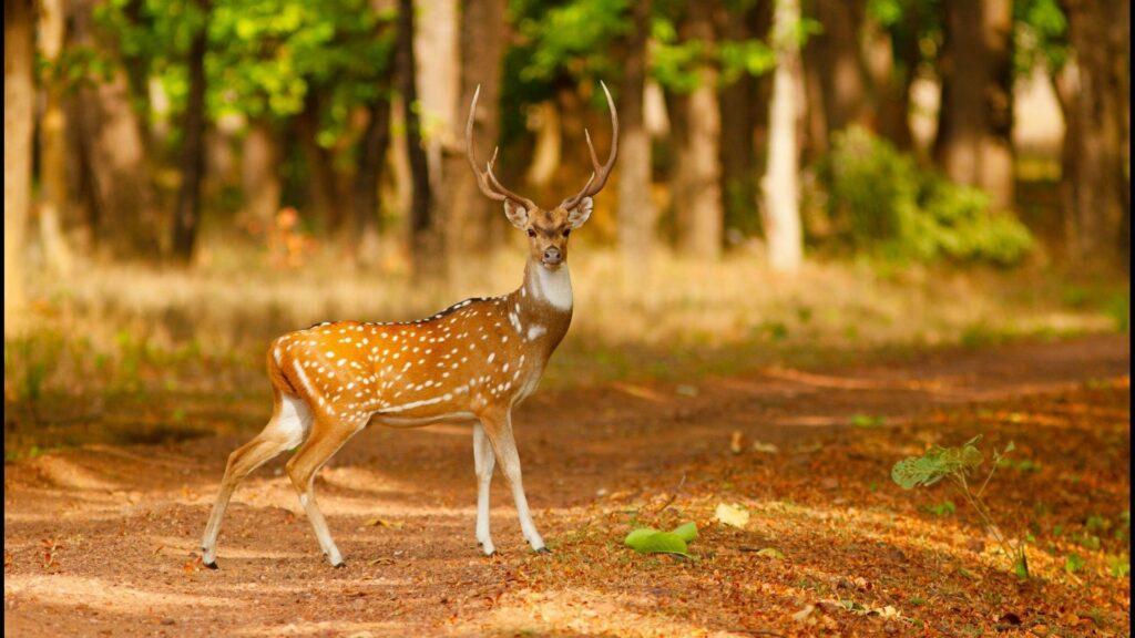 Deer, India, Indrajit Latey
