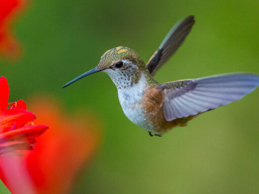 Hummingbird, Ecuador