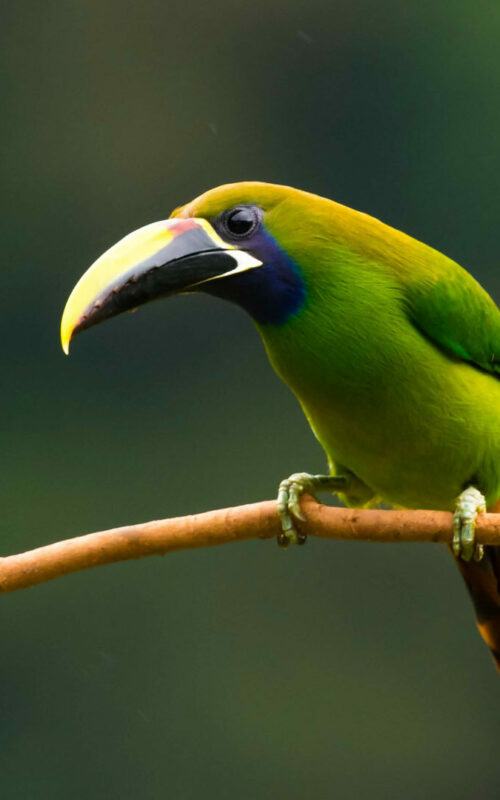 Northern Emerald Toucanet, Senda Monteverde, Costa Rica