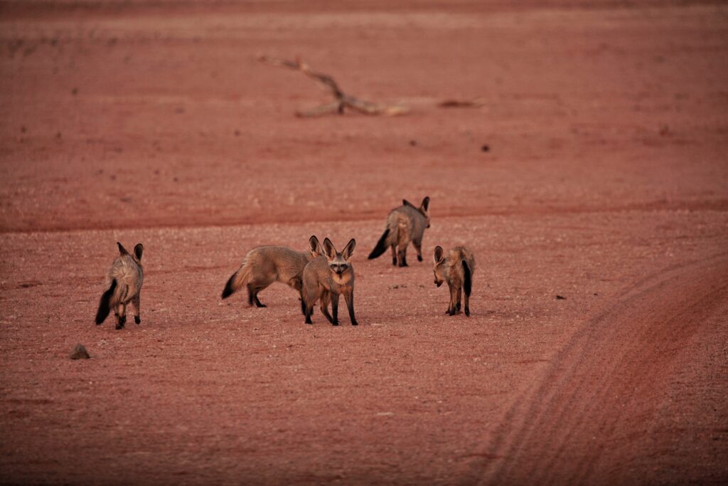 Bat eared fox family, NamibRand Nature Reserve, Namibia