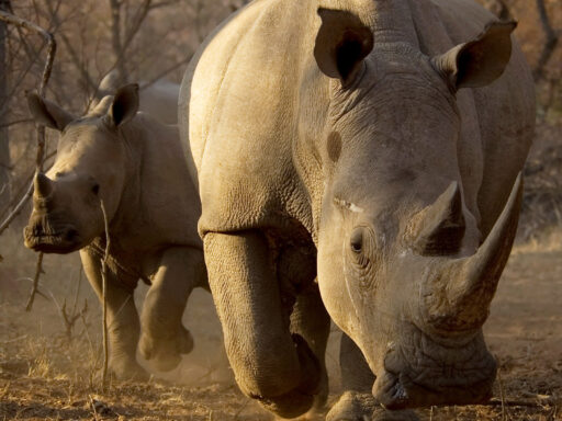 White Rhino Mother And Calf, South Africa