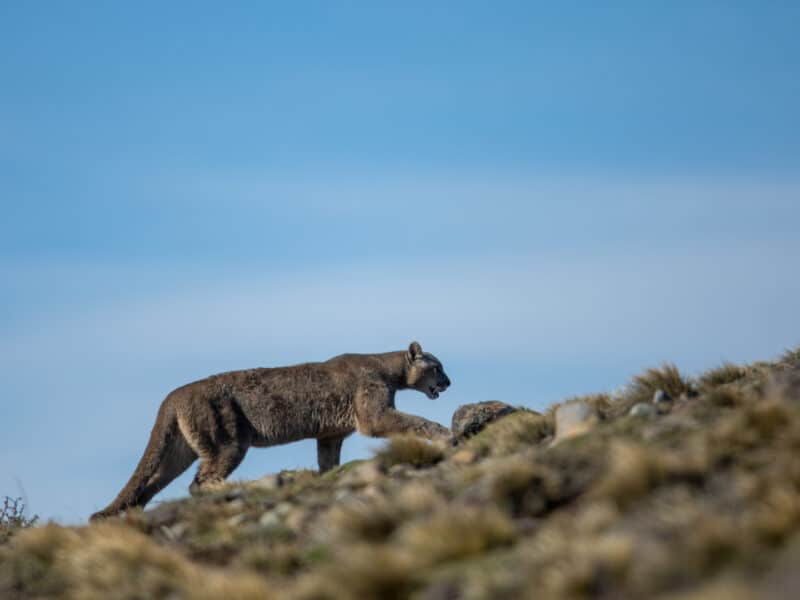Puma Tracking, Torres del Paine, Patagonia, Chile