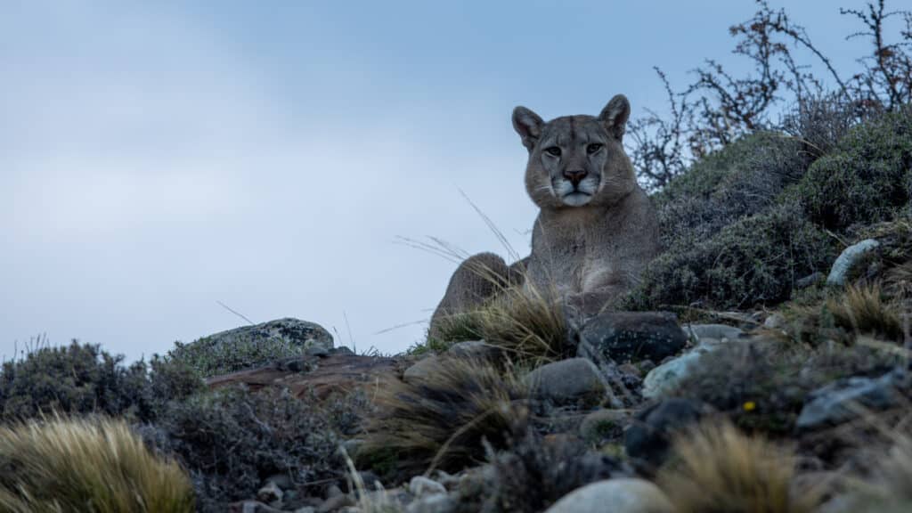 Puma Tracking, Torres del Paine, Patagonia, Chile