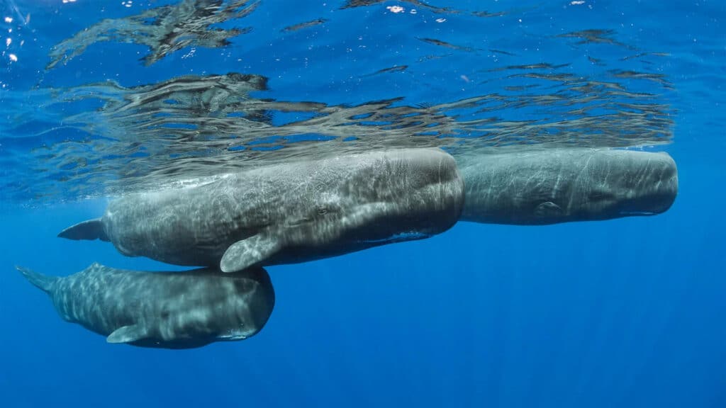 Sperm Whales, Dominica, Caribbean