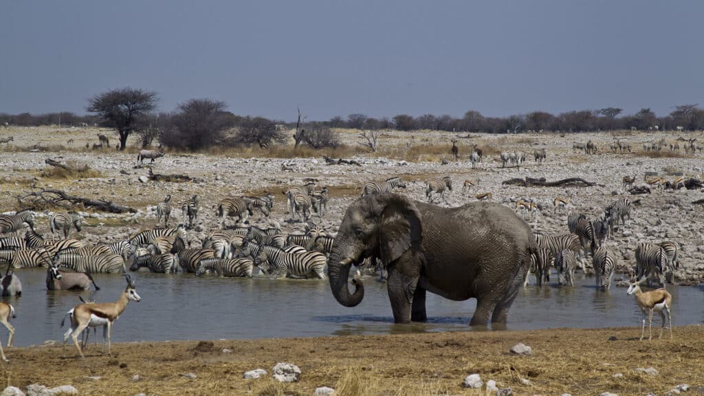 etosha waterhole, Etosha National Park, Namibia