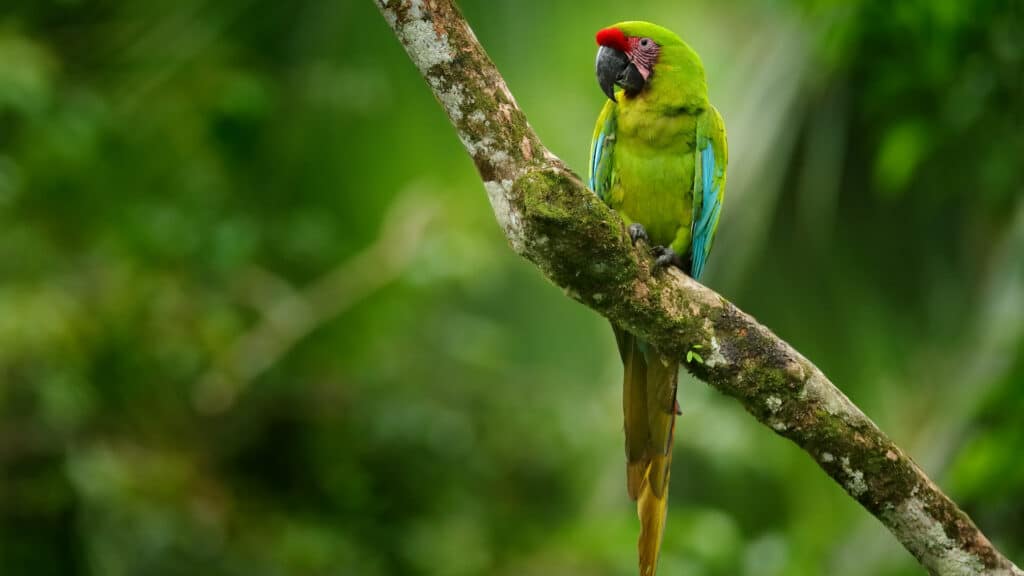 Great Green Macaw, Costa Rica