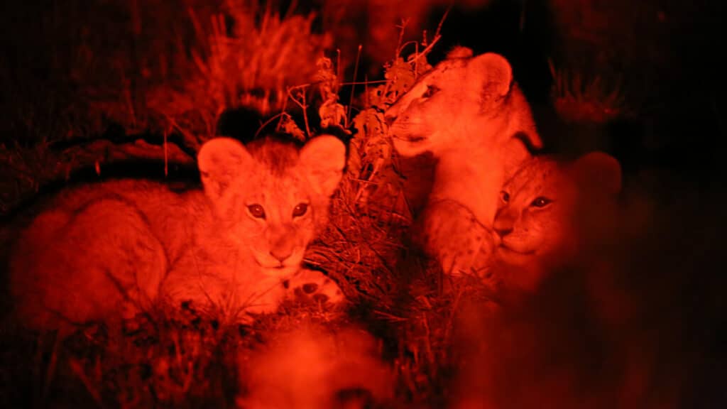 Night Game Drive, Kenya