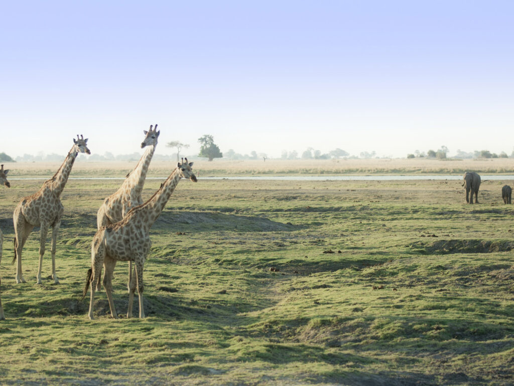 Giraffes and elephants, Chobe National Park, Botswana
