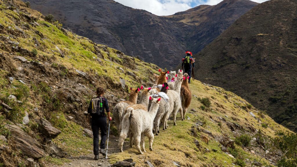 Llama Trekking, Peru