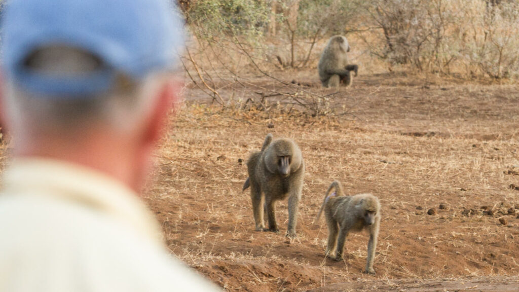 Walking with Baboons, Shompole Wildnerness Camp, Kenya