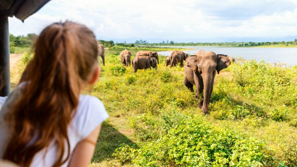 Game drive, Wilpattu National Park, Sri Lanka