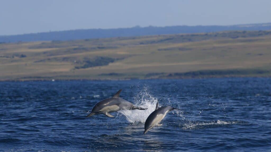 GweGwe Beach Lodge, Dolphin experience, Mkambati Nature Reserve, South Africa