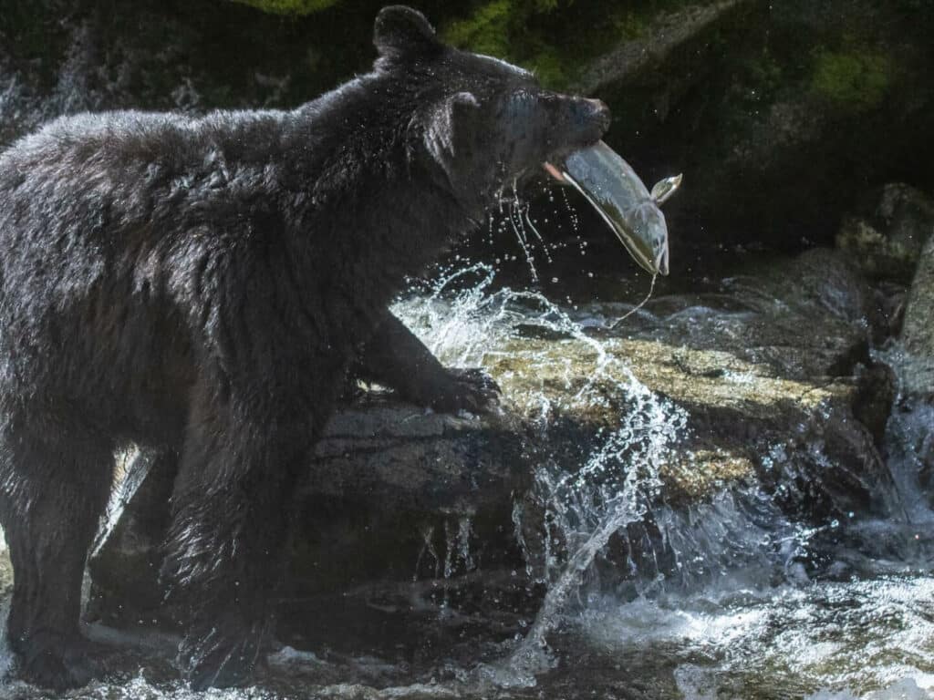 Bear Salmon Feeding, taken by Paul Goldstein, Alaska