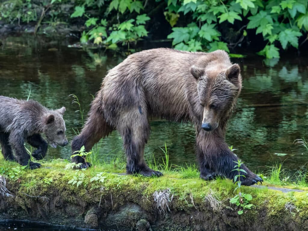 Grizzly Bear and Cub, taken by Paul Goldstein, Alaska