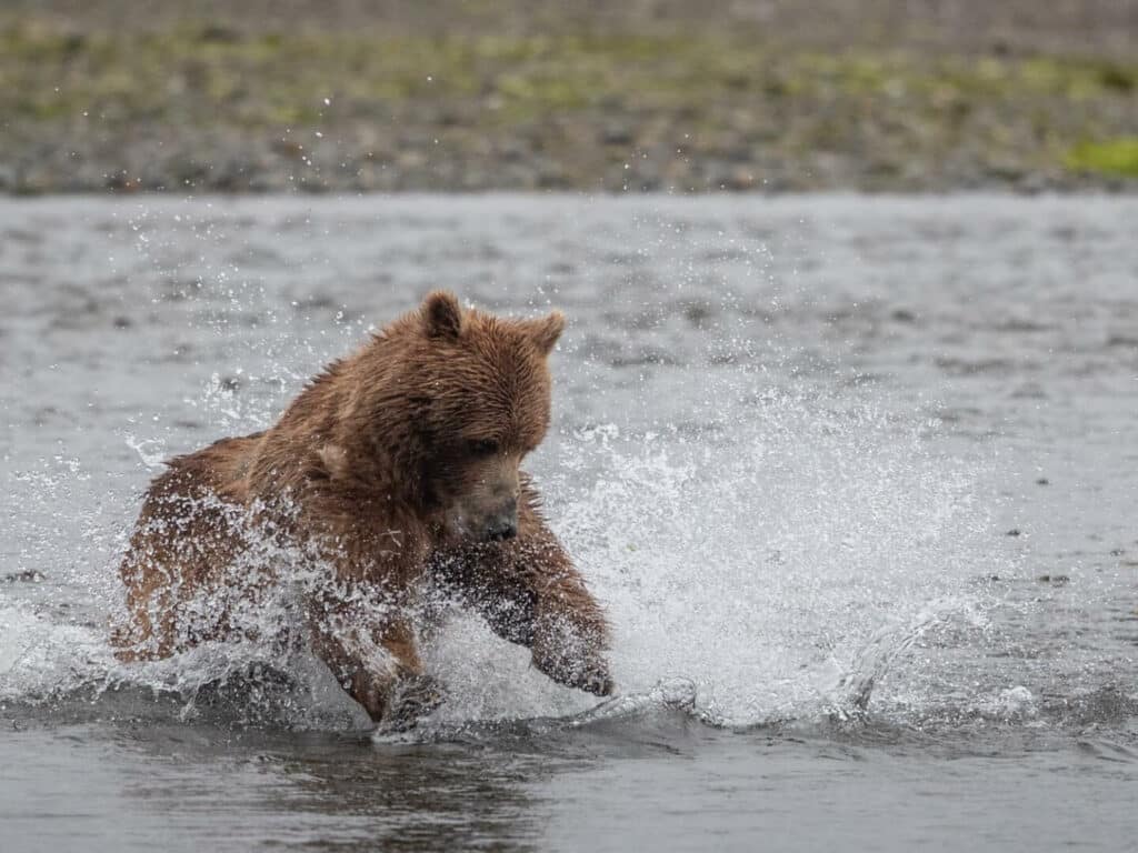 Grizzly Salmon Feeding, taken by Paul Goldstein, Alaska