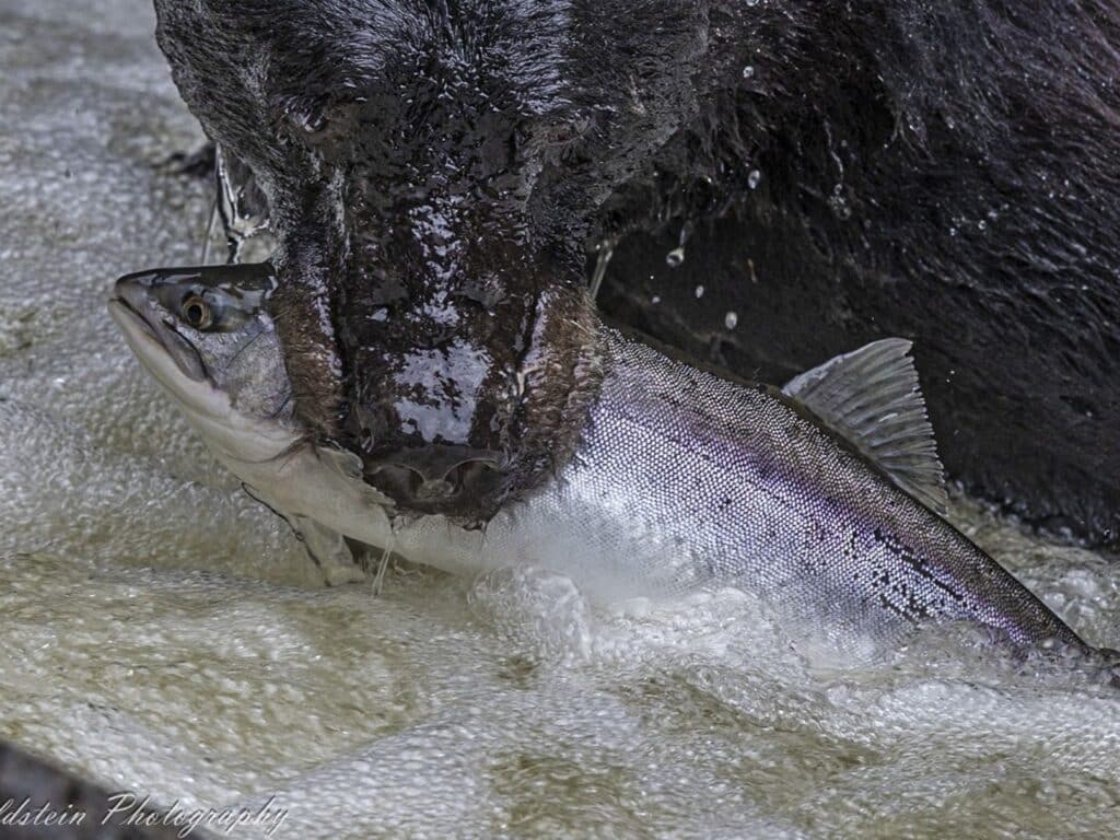 Bear Salmon Fishing, Alaska, Photographed by Paul Goldstein