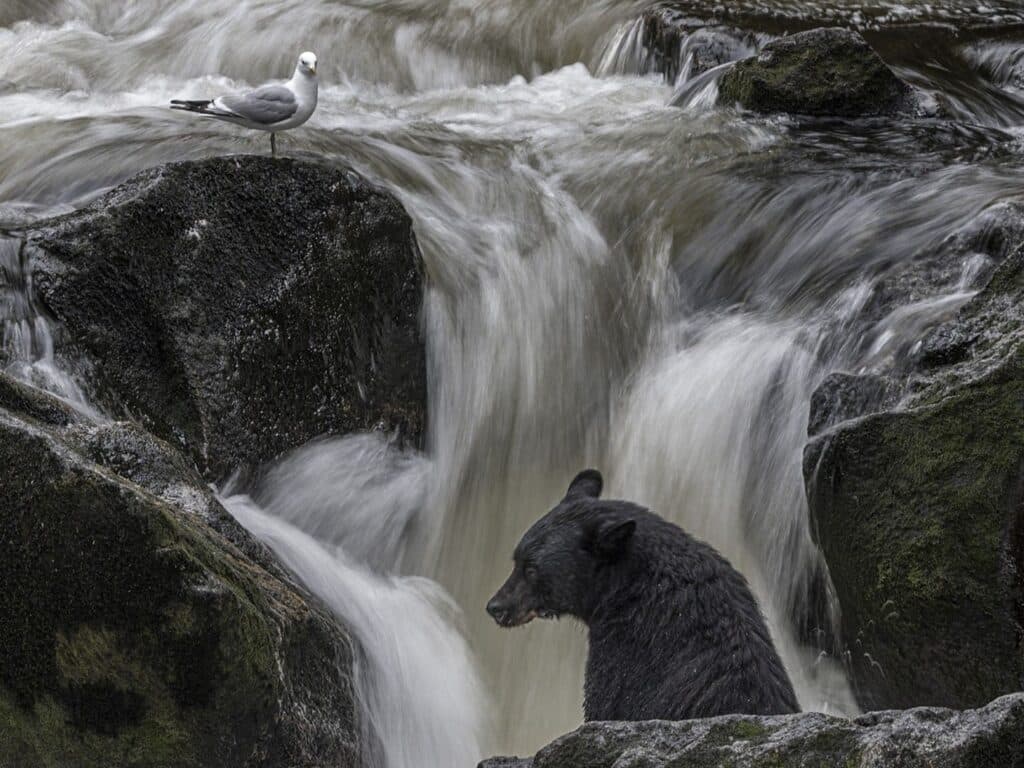Bear Watching, Alaska, Photographed by Paul Goldstein