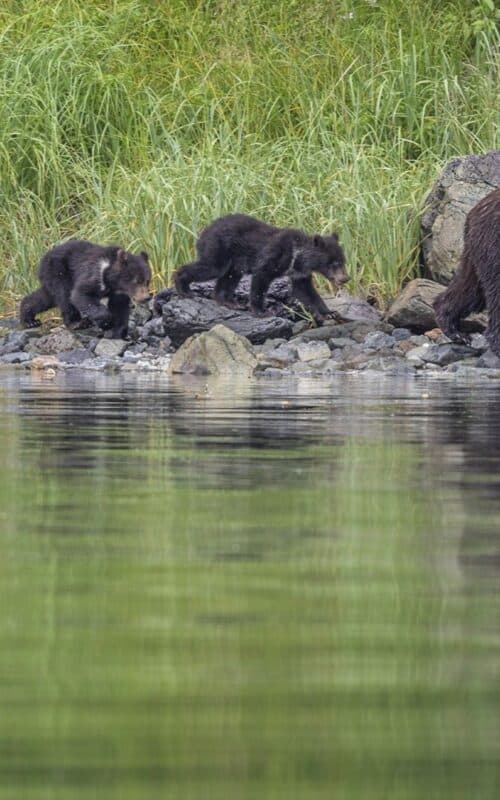 Bears, Alaska, Photographed by Paul Goldstein