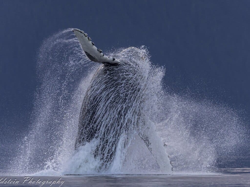 Paul Goldstein, Breaching Humpback, Alaska