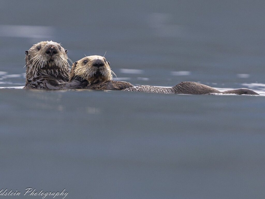 Sea Otters, Alaska, Photographed by Paul Goldstein