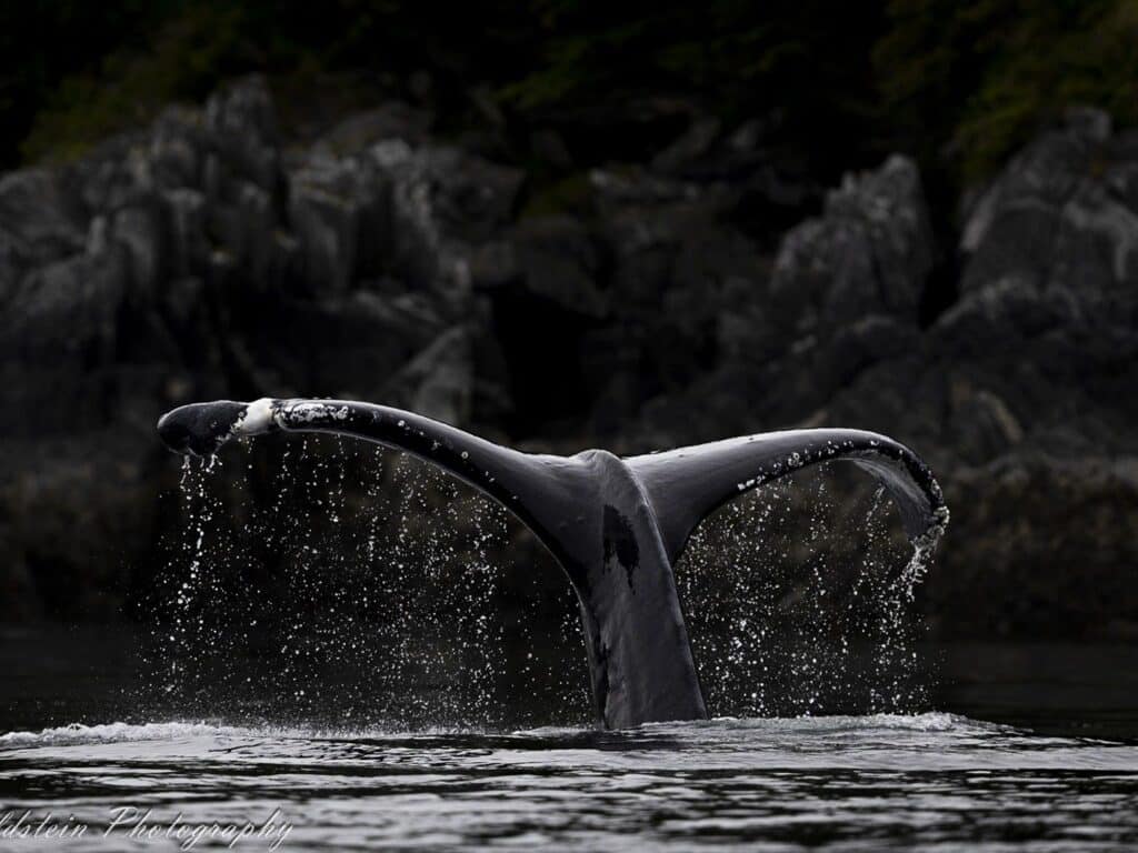 Whale, Alaska, Photographed by Paul Goldstein