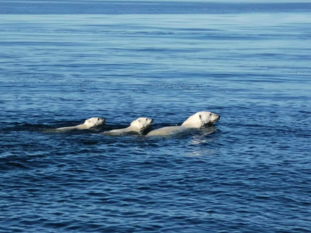 Ungava Polar, Polar Bears, Nunavik, Canada