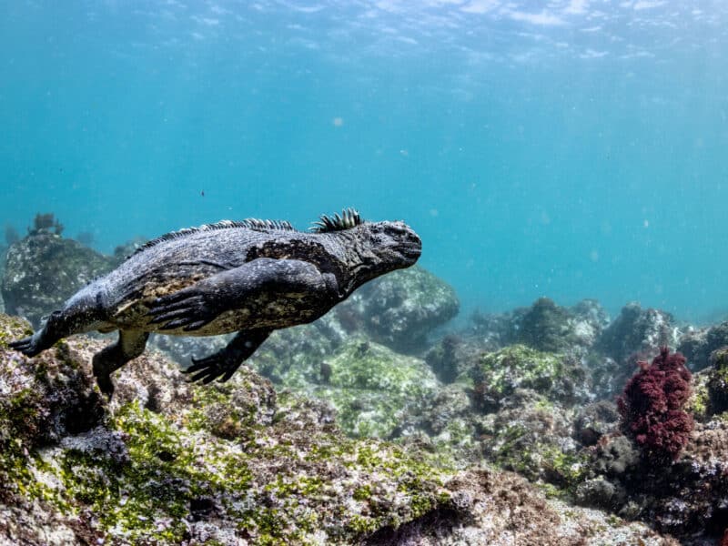 Marine Iguana Galapagos