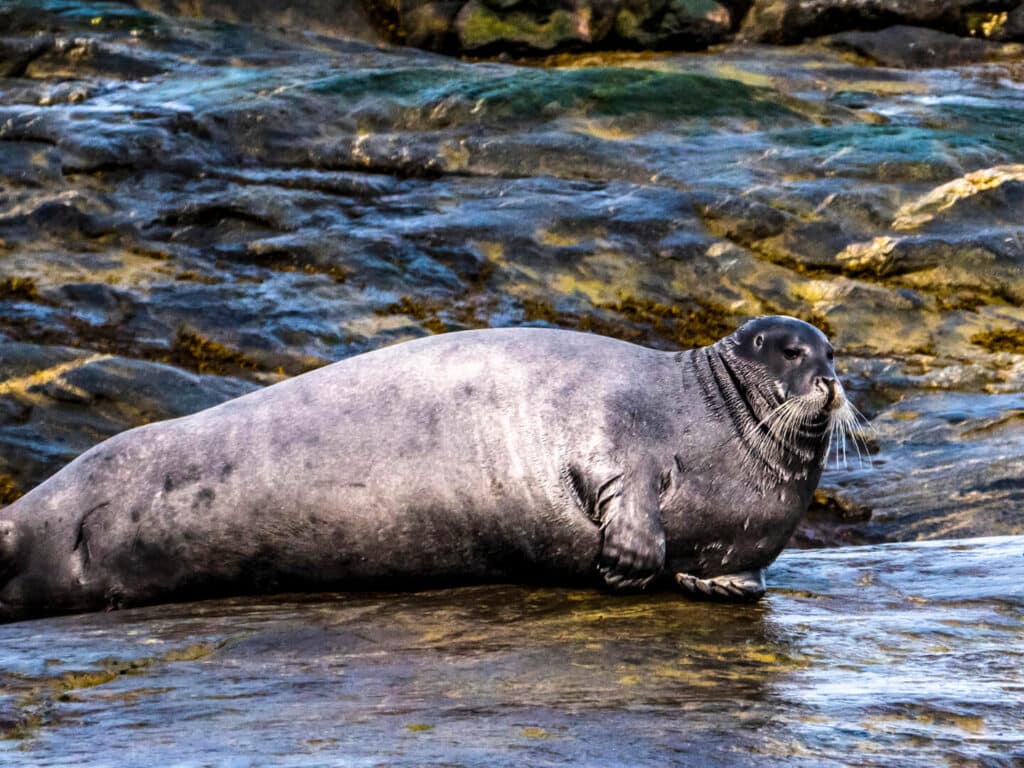 Ungava Polar Tours, Bearded Seal