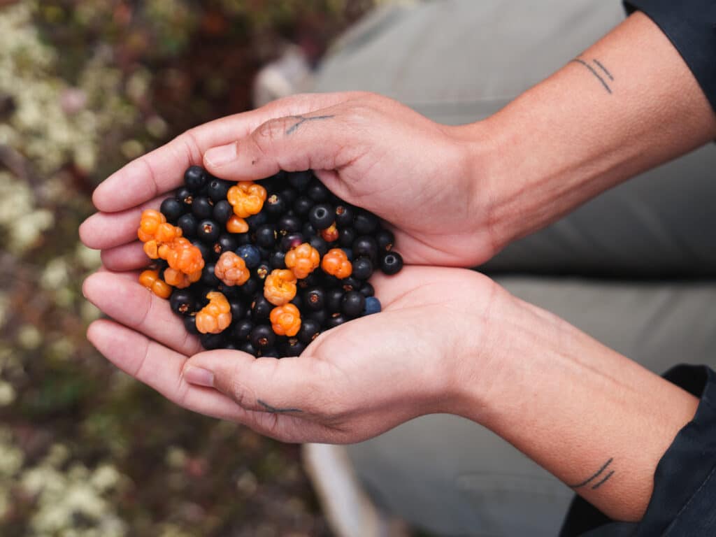 Ungava Polar, berry foraging
