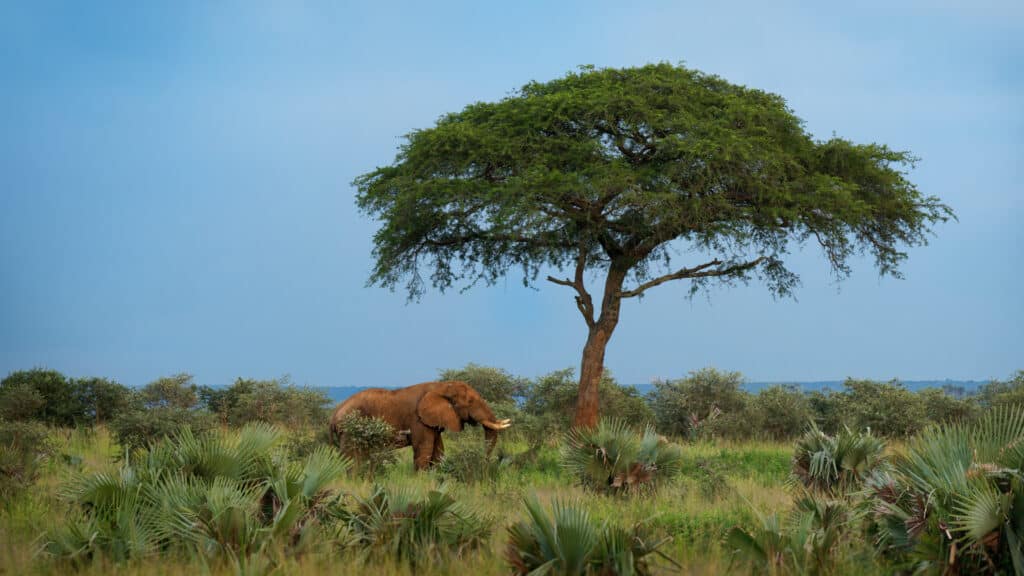 African Bush Elephant, Zimbabwe