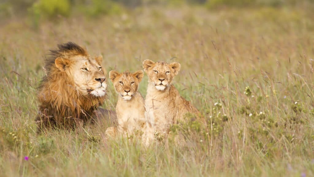 Male lion and cubs in long grass, Eastern Cape, South Africa
