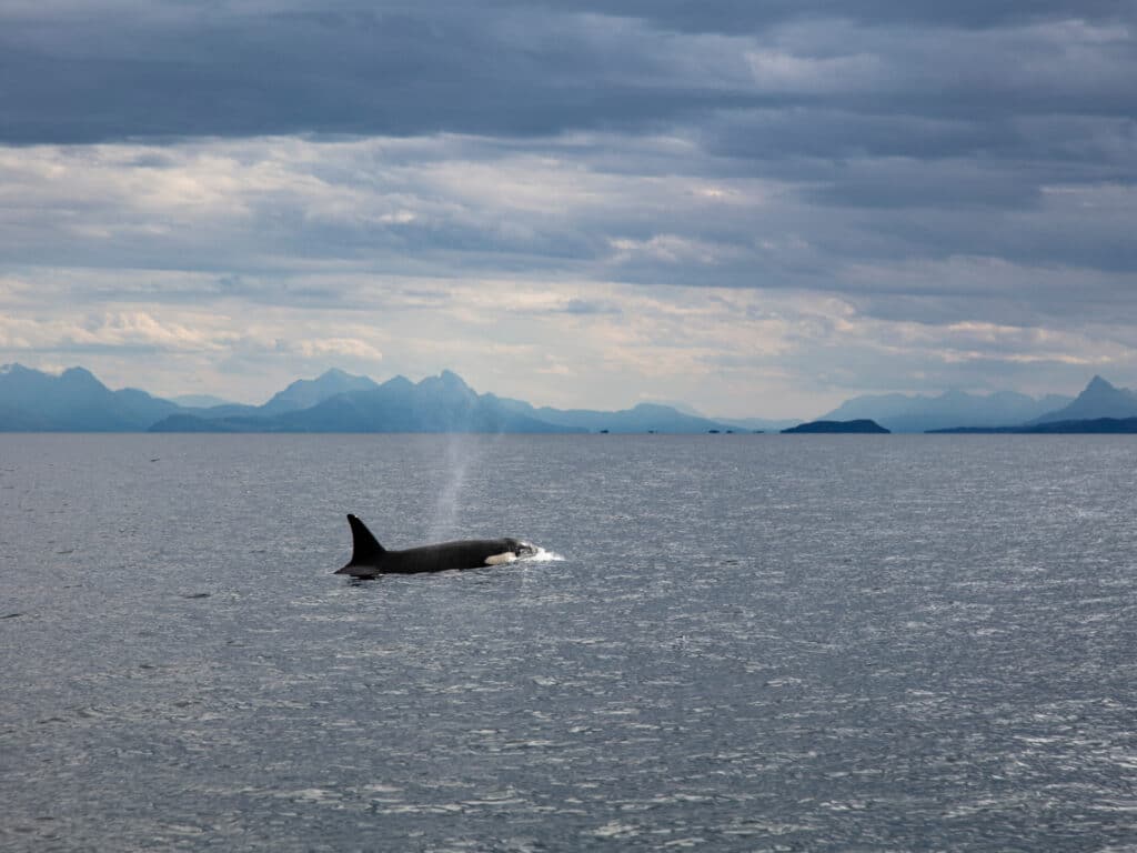 Orca, Andenes, Norway