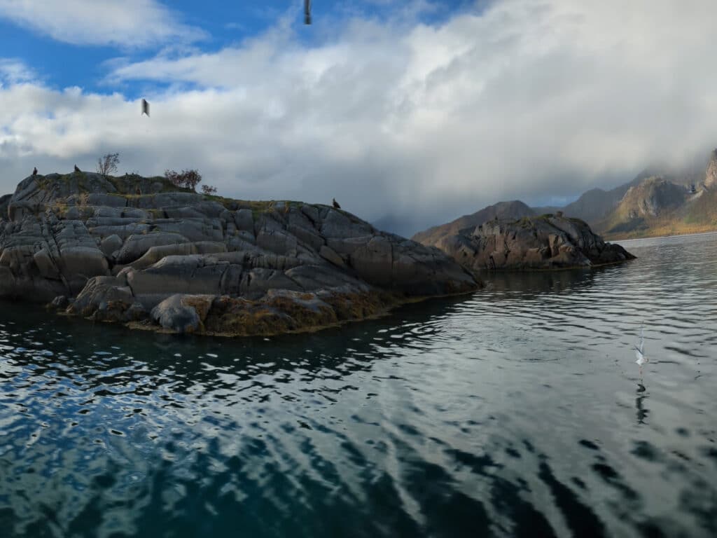 White-tailed sea eagle safari, Lofoten, Norway