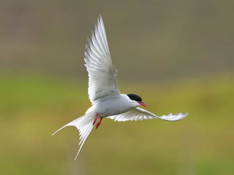 Arctic tern in flight, Iceland