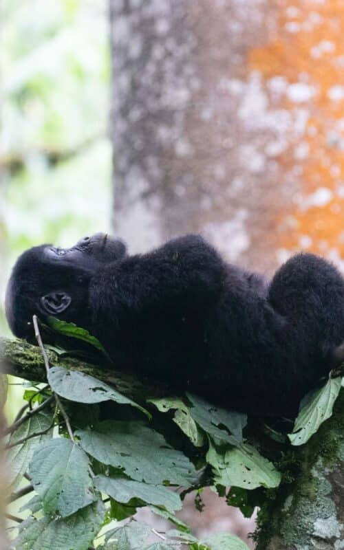 Baby Gorilla at Bwindi Mountain