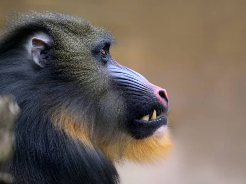 Close up view of a male mandrill, Lekedi Game Park, Gabon